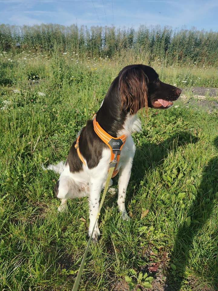 Chien au parc