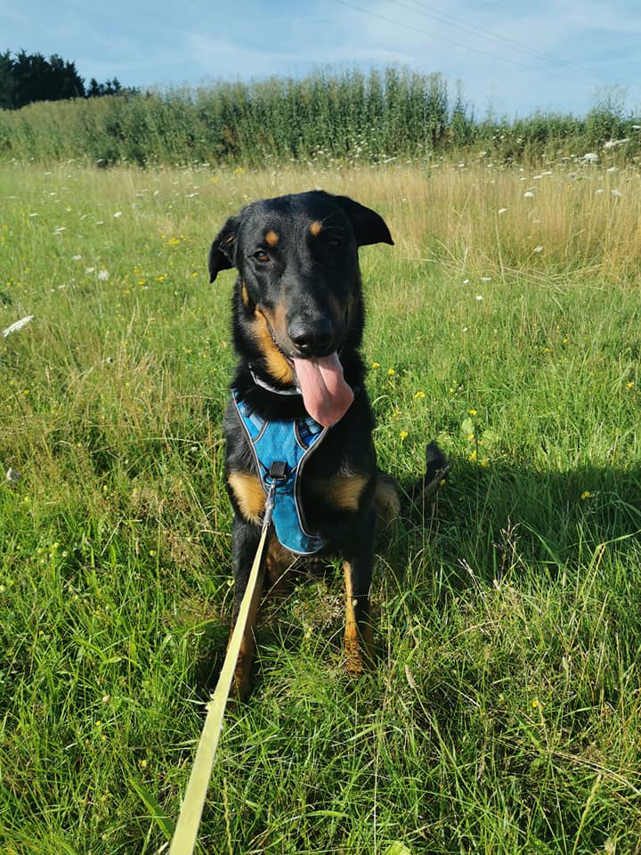 Chien heureux