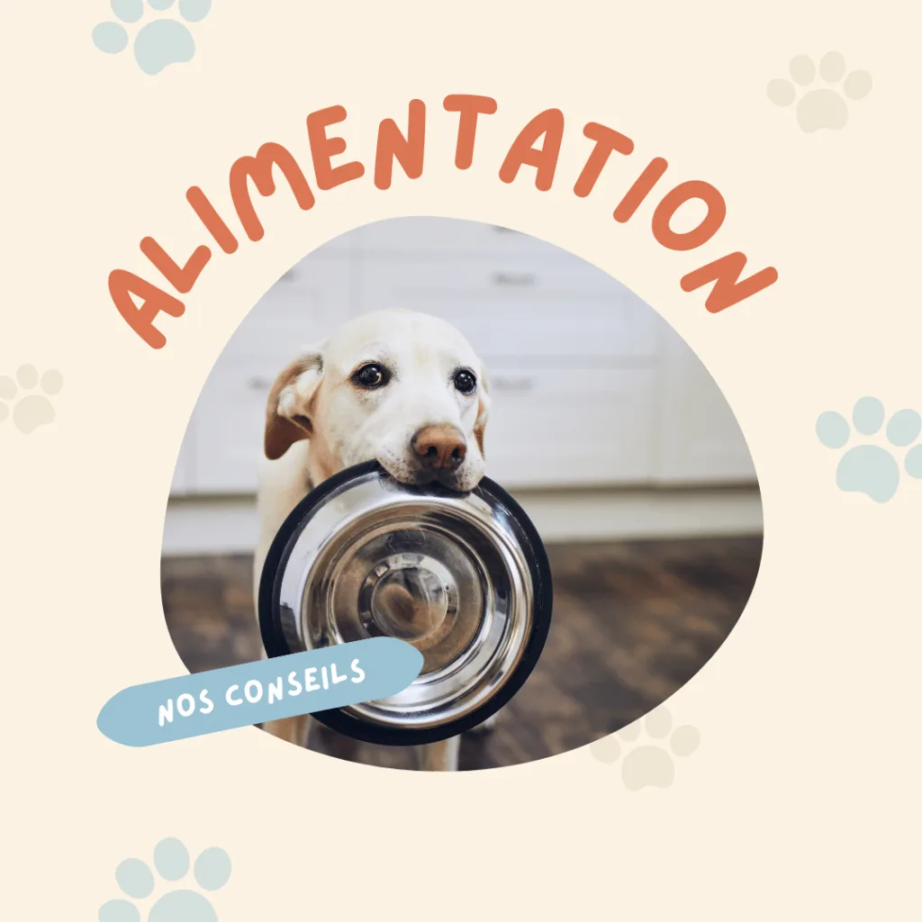 Alimentation
