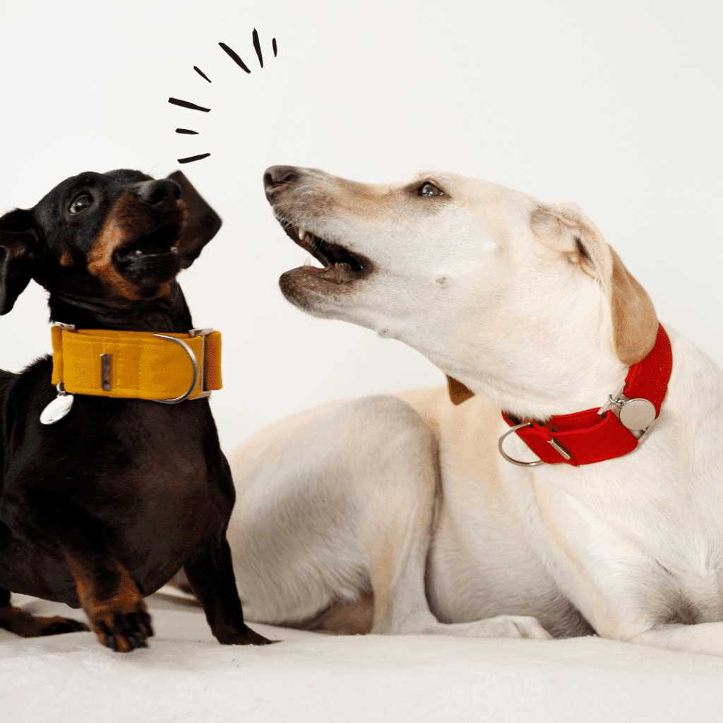 Pourquoi mon chien aboie beaucoup