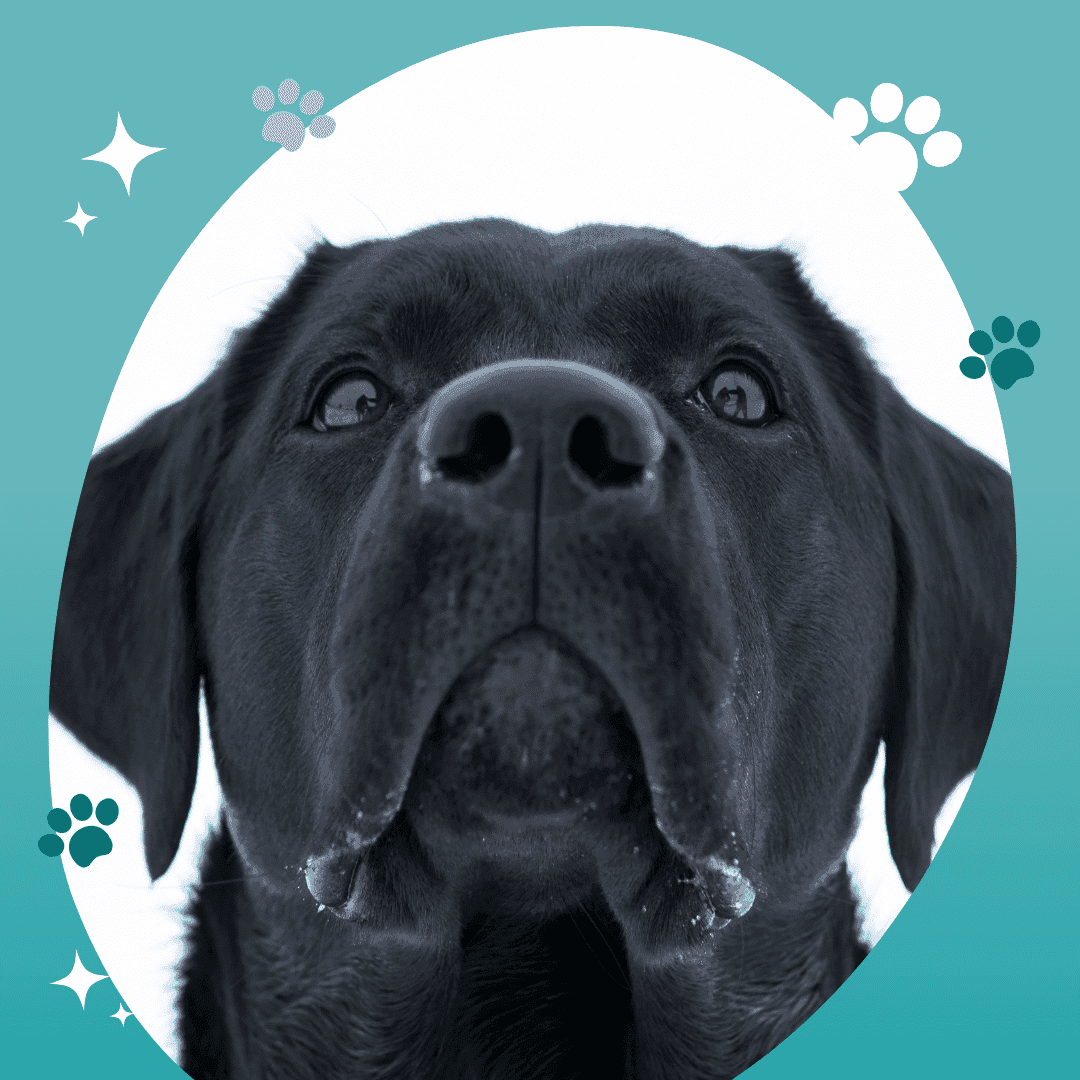 Gérer l'agressivité du chien