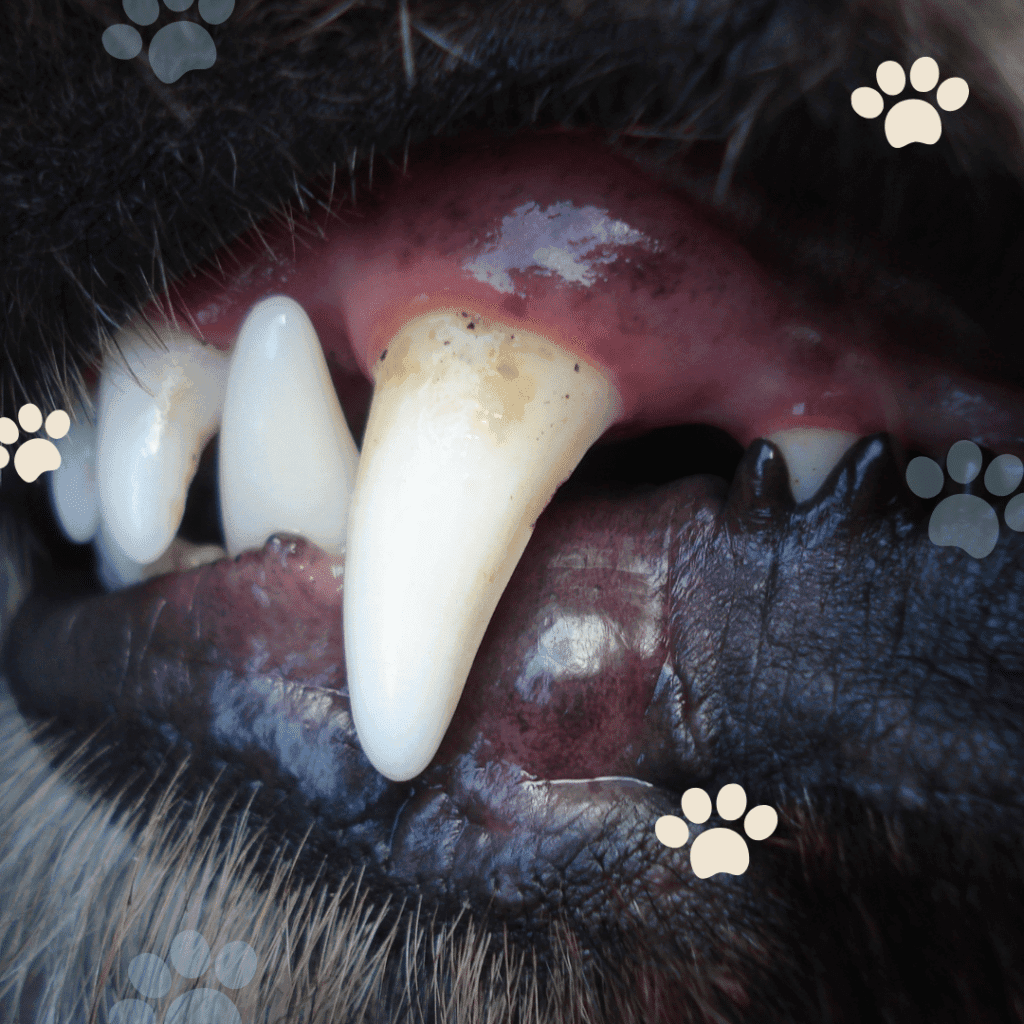 Tartre chez le chien