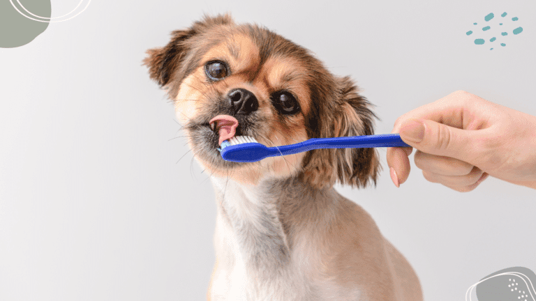 Détartrage dentaire chien