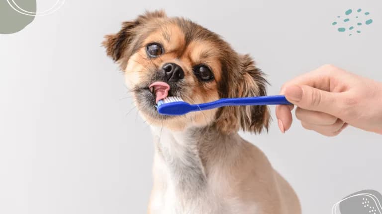 Détartrage dentaire chien