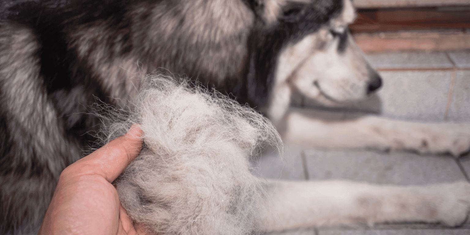 1. L'état du pelage