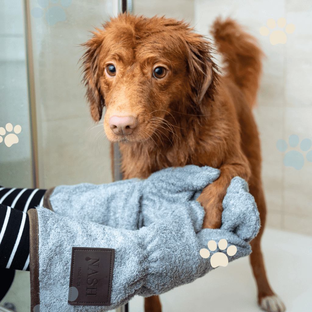 Matériel pour laver son chien
