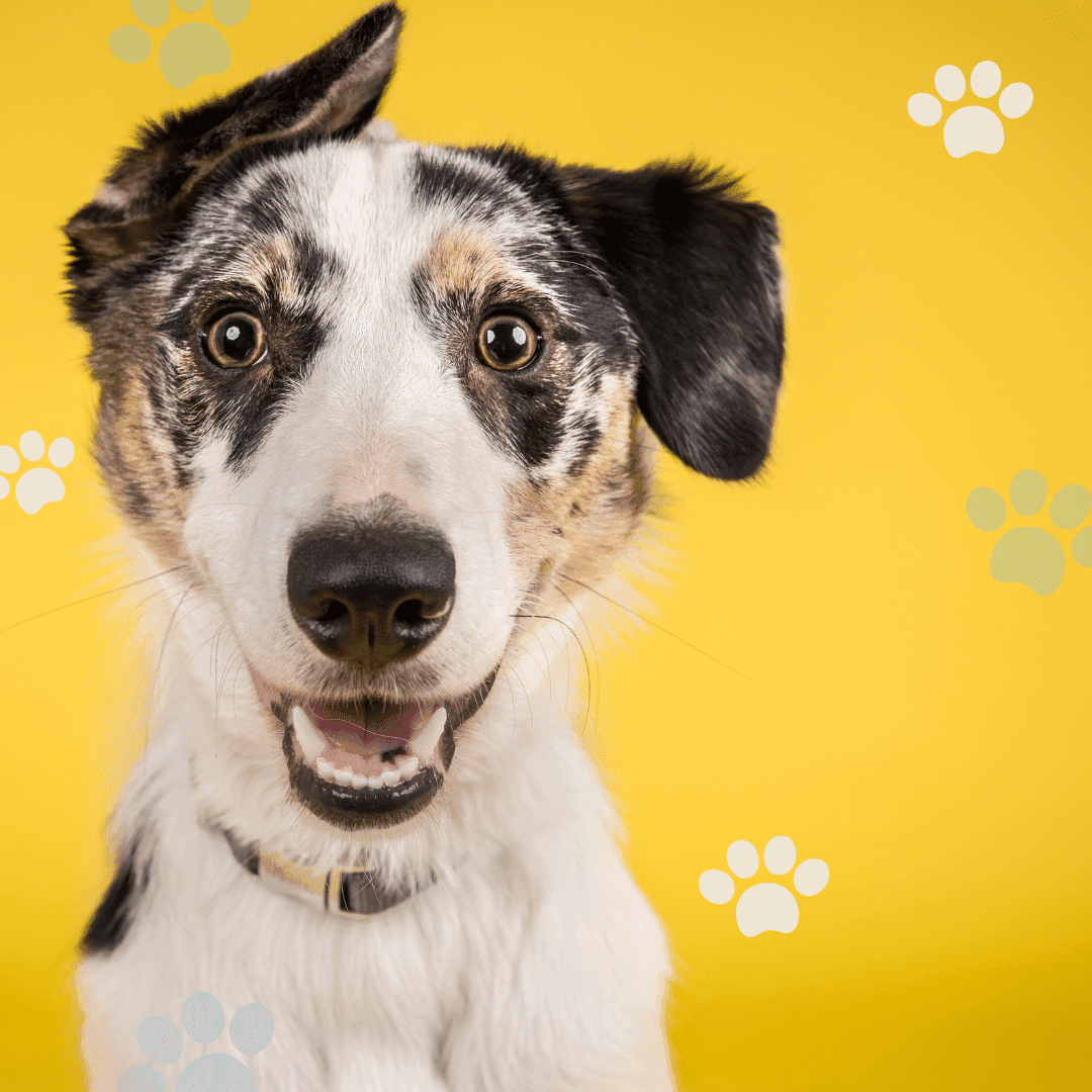 Nettoyer les oreilles de son chien
