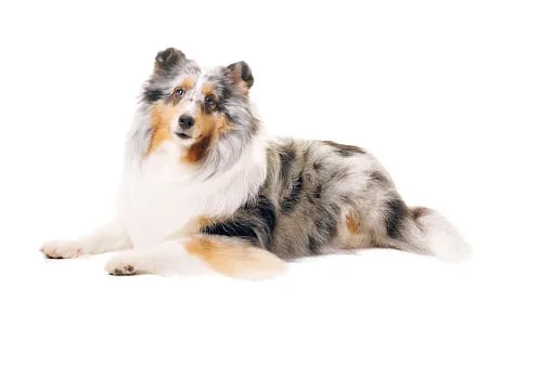 Chien de berger shetland