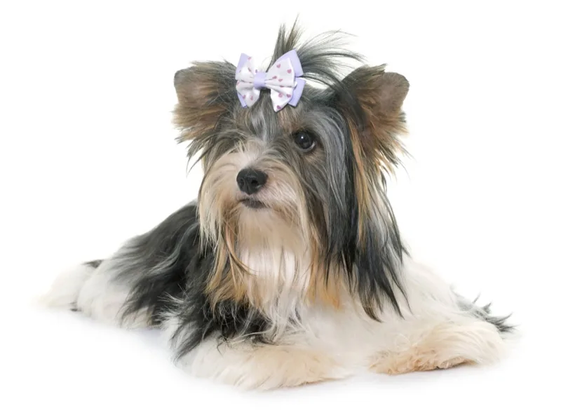 Biewer terrier