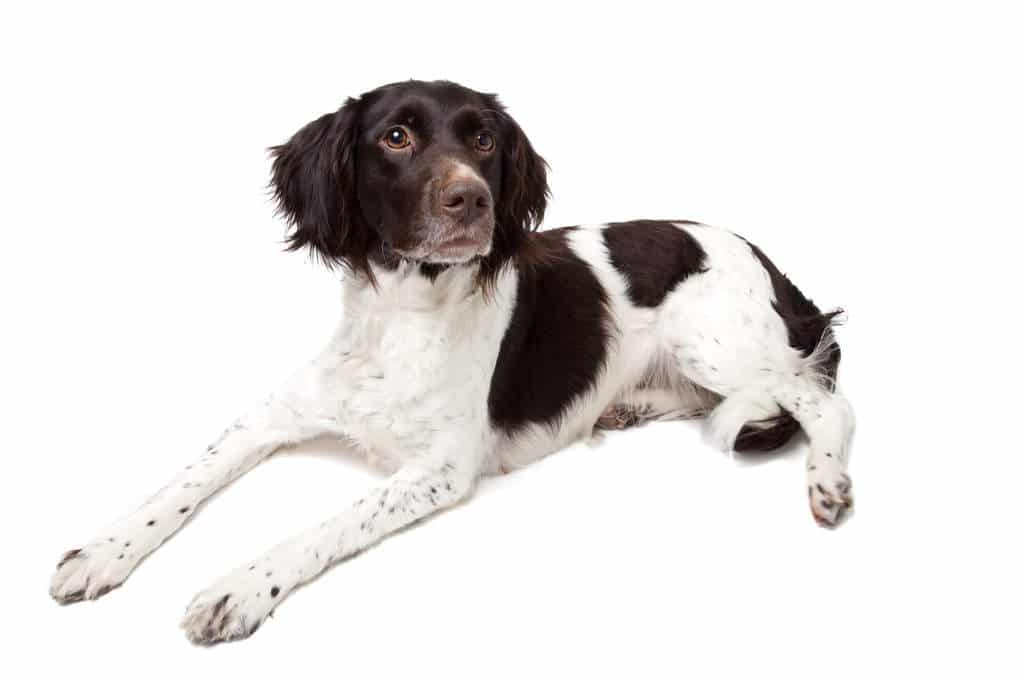 Petit Epagneul de Münster