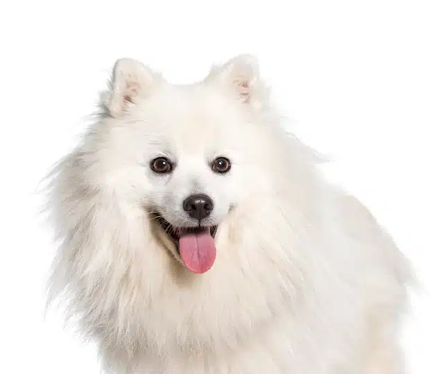 Spitz Japonais