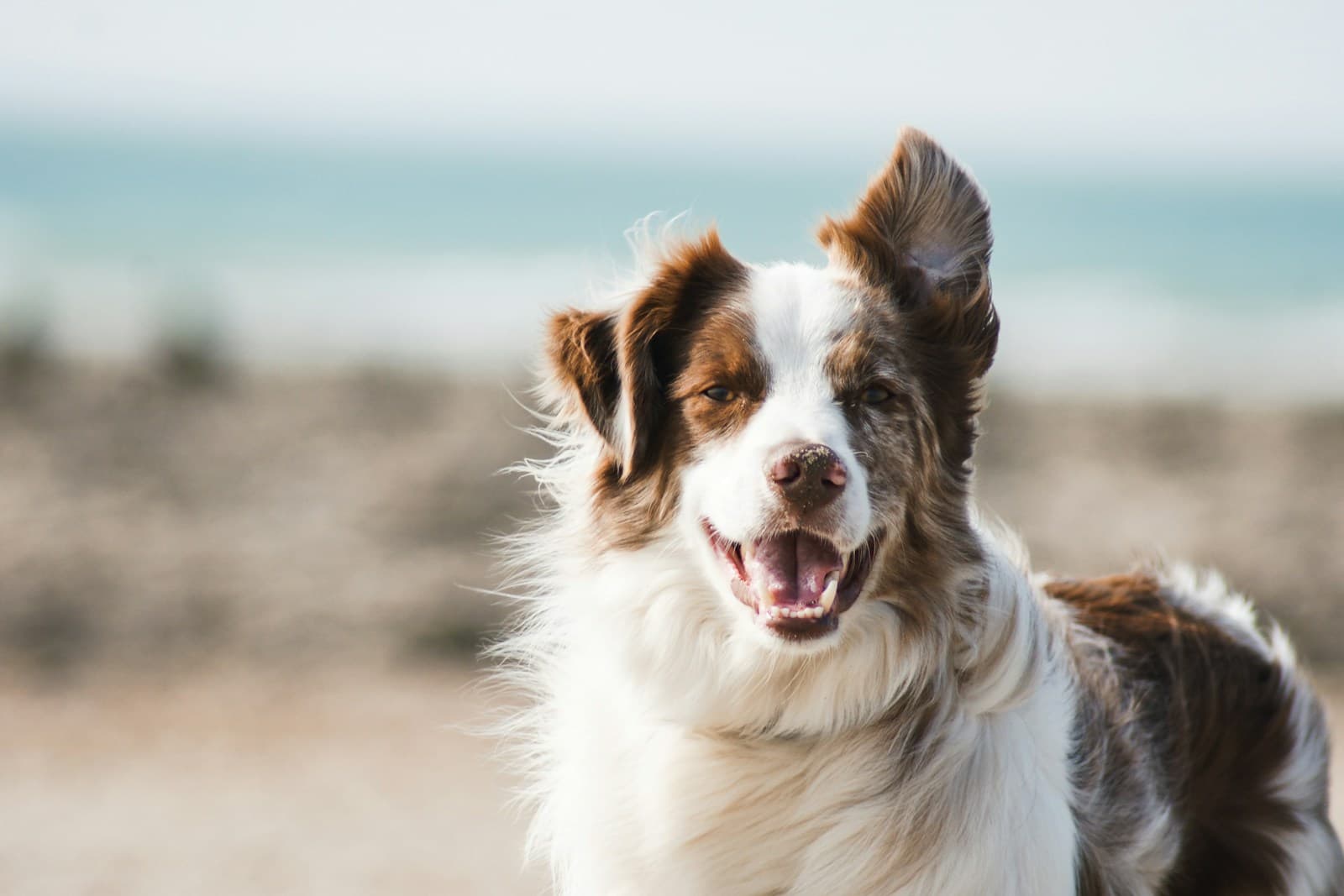 Croc Pension — pension pour chiens et chats