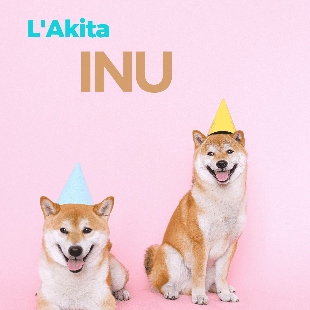 Akita Inu