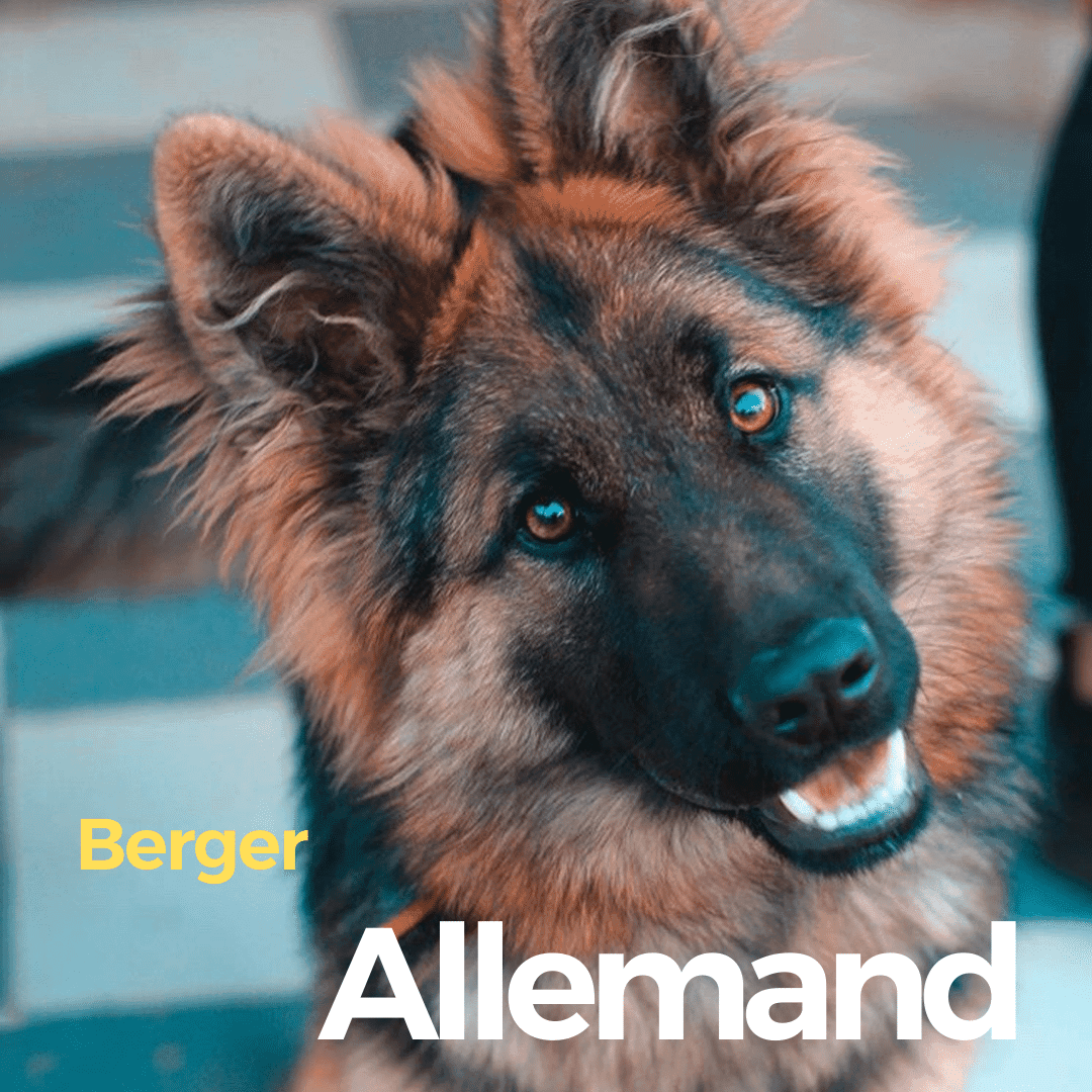 Berger Allemand