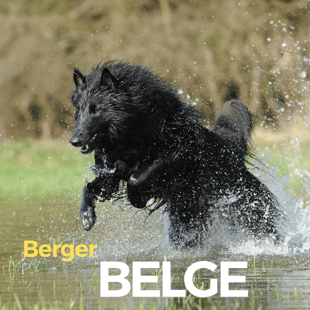 Berger Belge