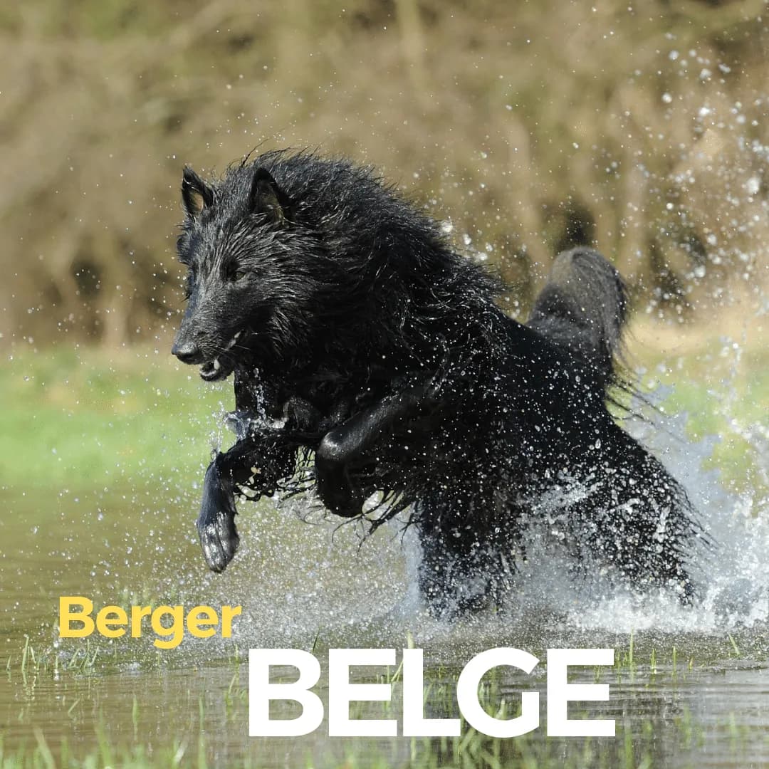 Berger Belge