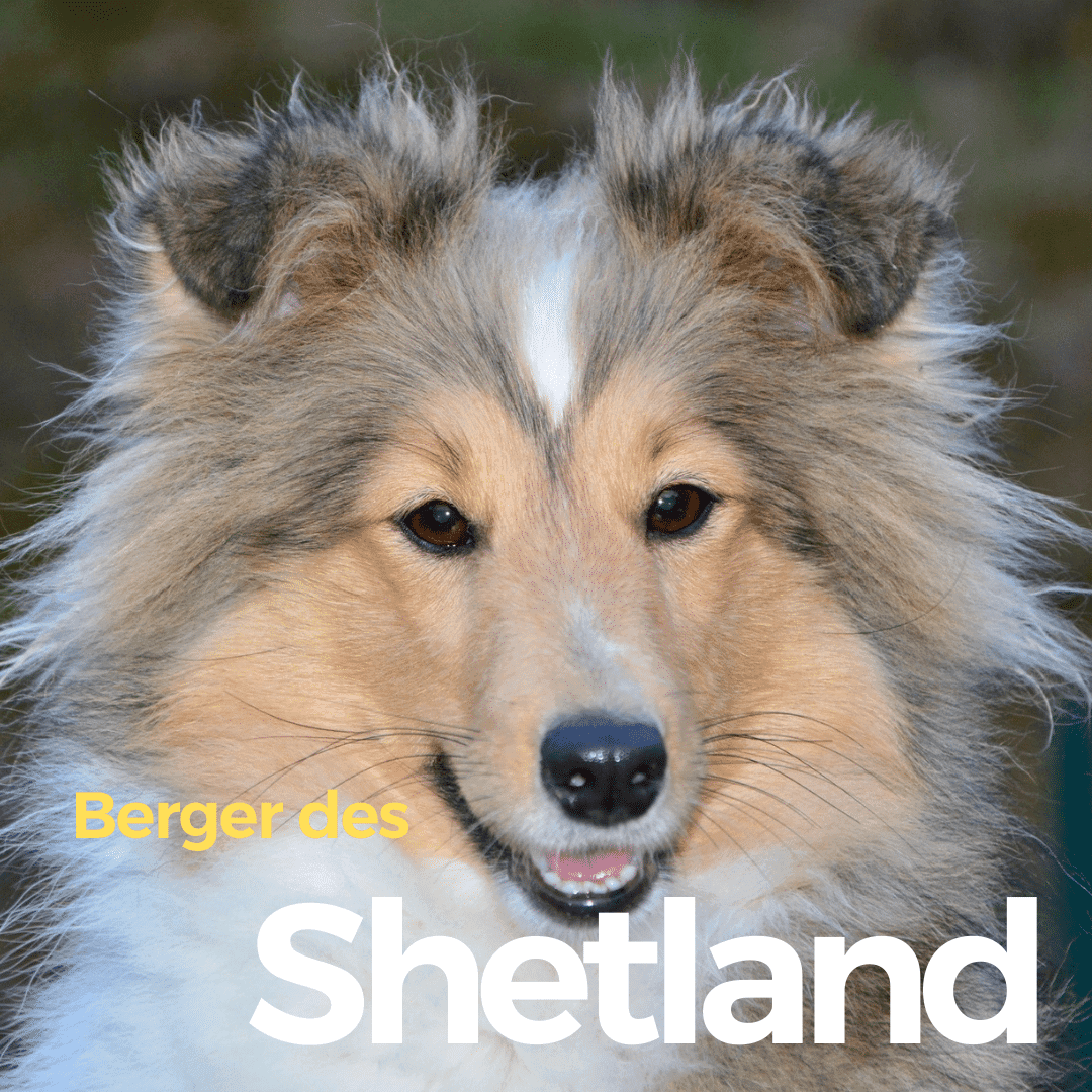 Berger des Shetland