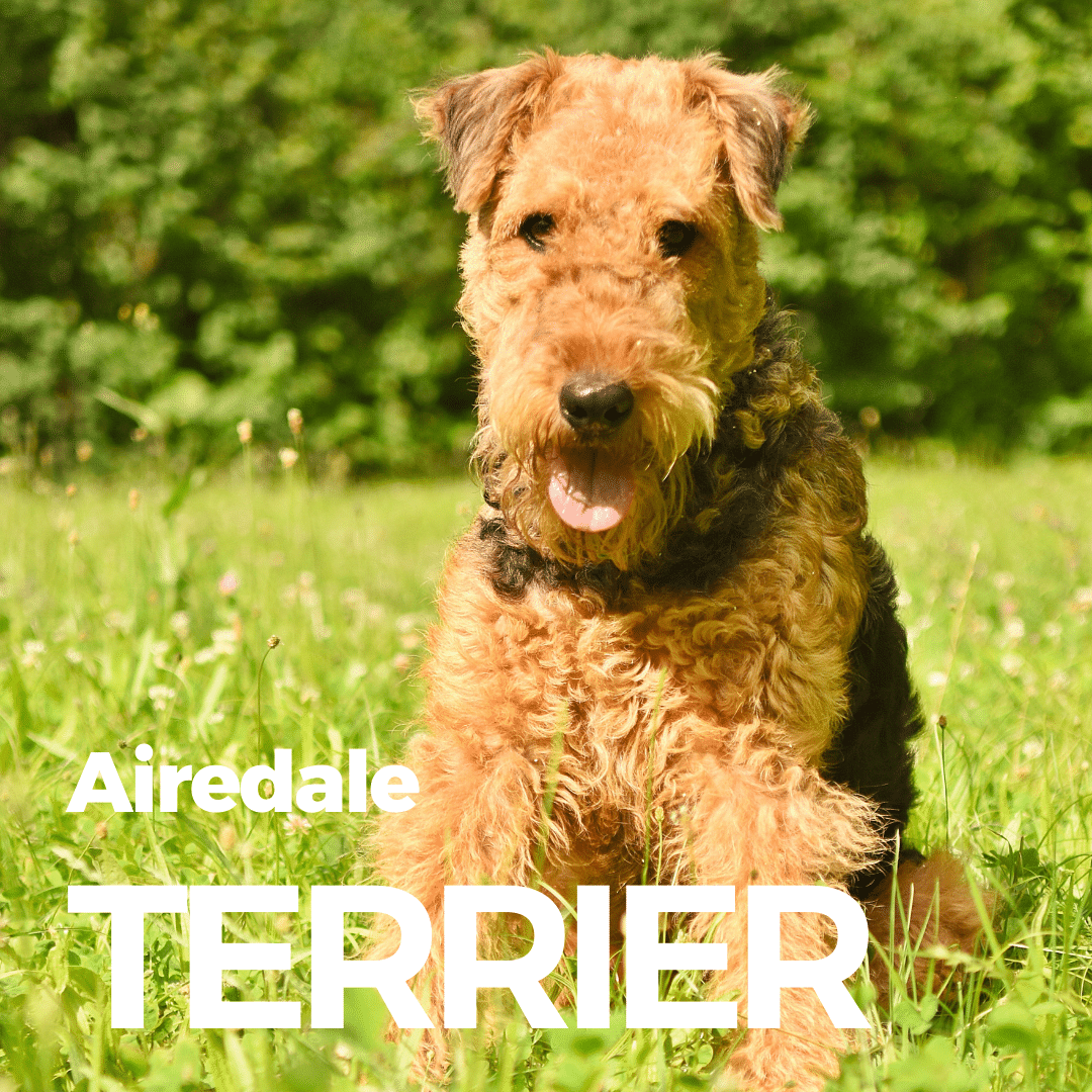 Airedale Terrier - Tout ce que vous devez savoir