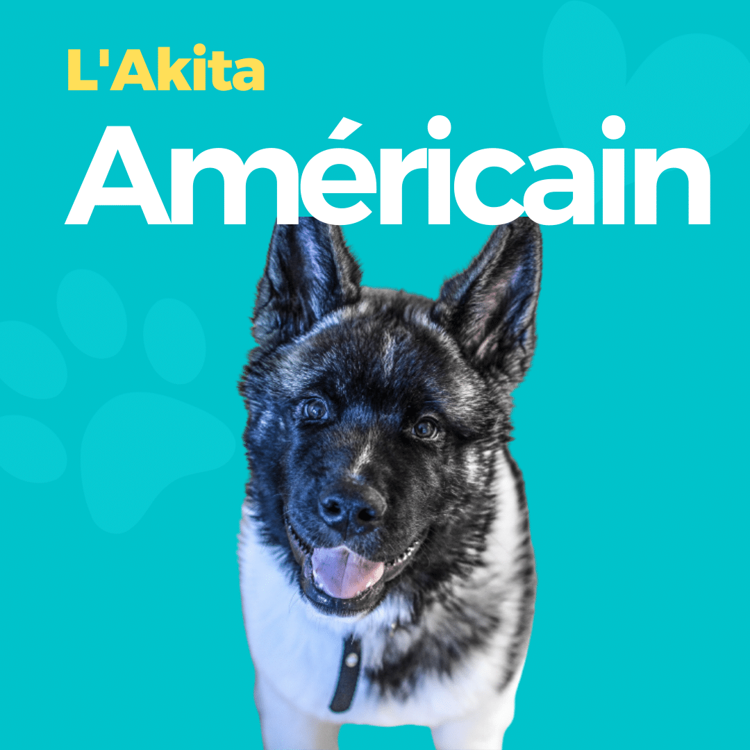 Akita Américain - Tout ce que vous devez savoir