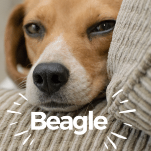 Beagle