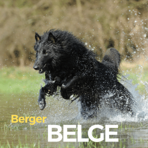 Berger belge