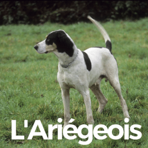 l'ariegeois / braque de l'ariege