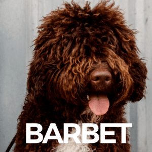 Barbet chien