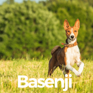 chien basenji