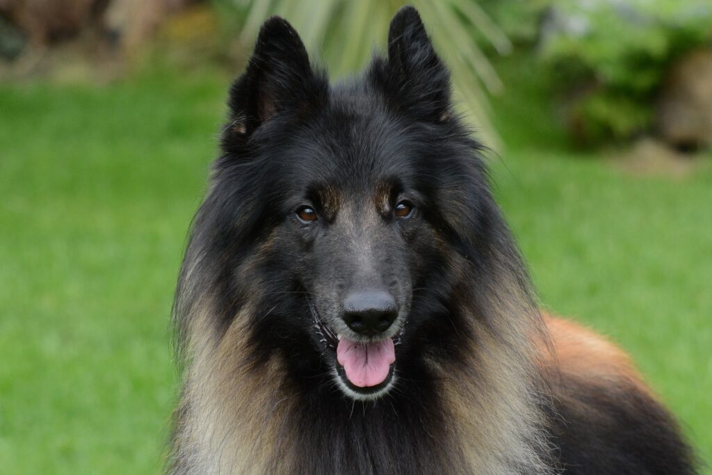 Berger belge Tervueren