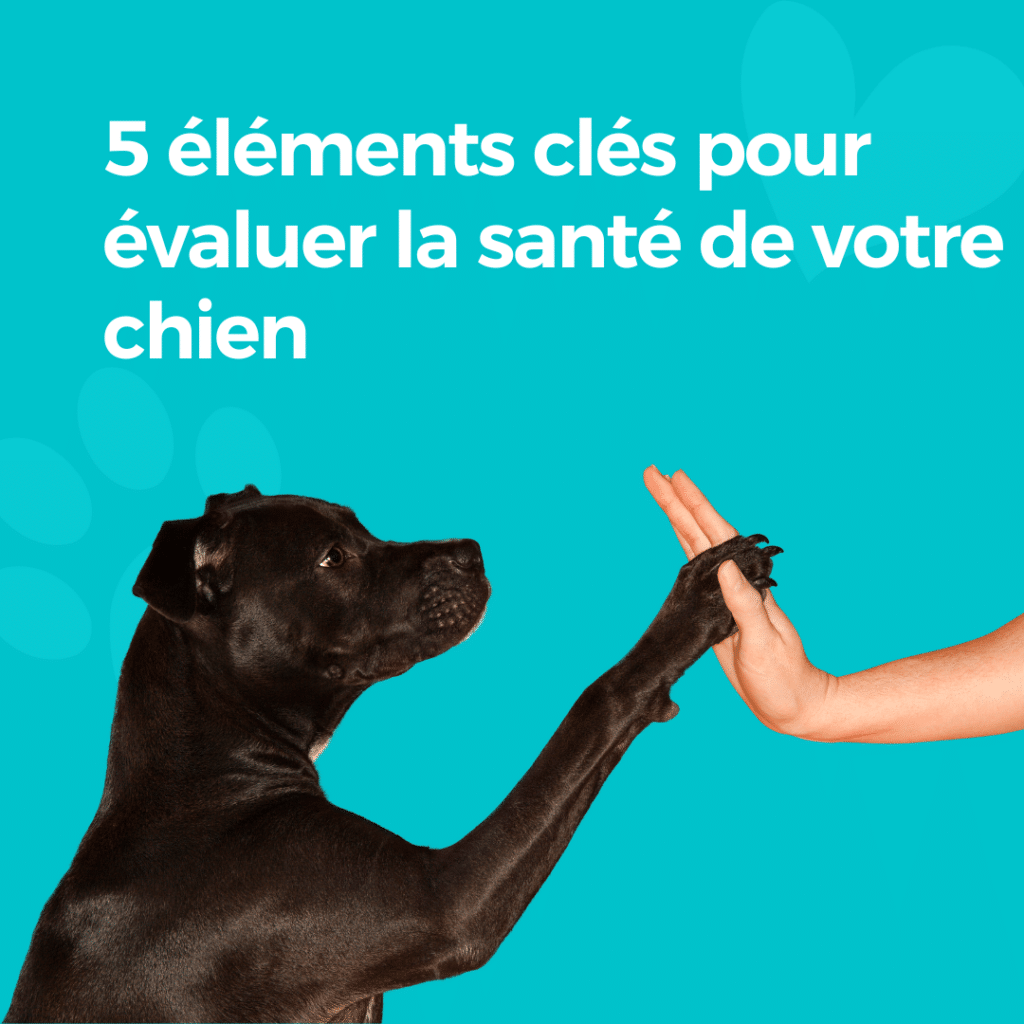 5 éléments clés pour évaluer la santé de votre chien