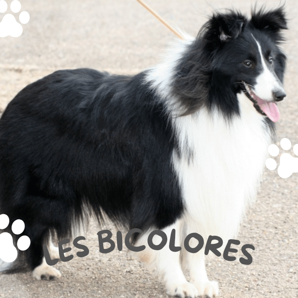 Berger des shetland couleur bicolore