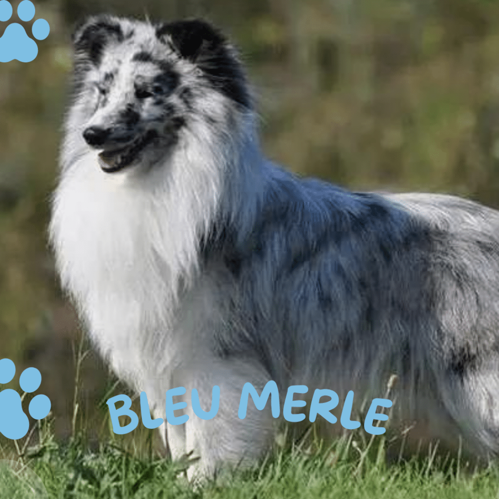 Berger des shetland couleur bleu merle