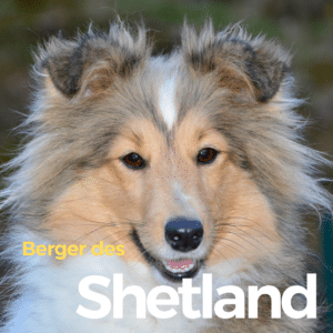 Berger des shetland présentation chien
