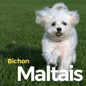 Bichon Maltais présentation chien