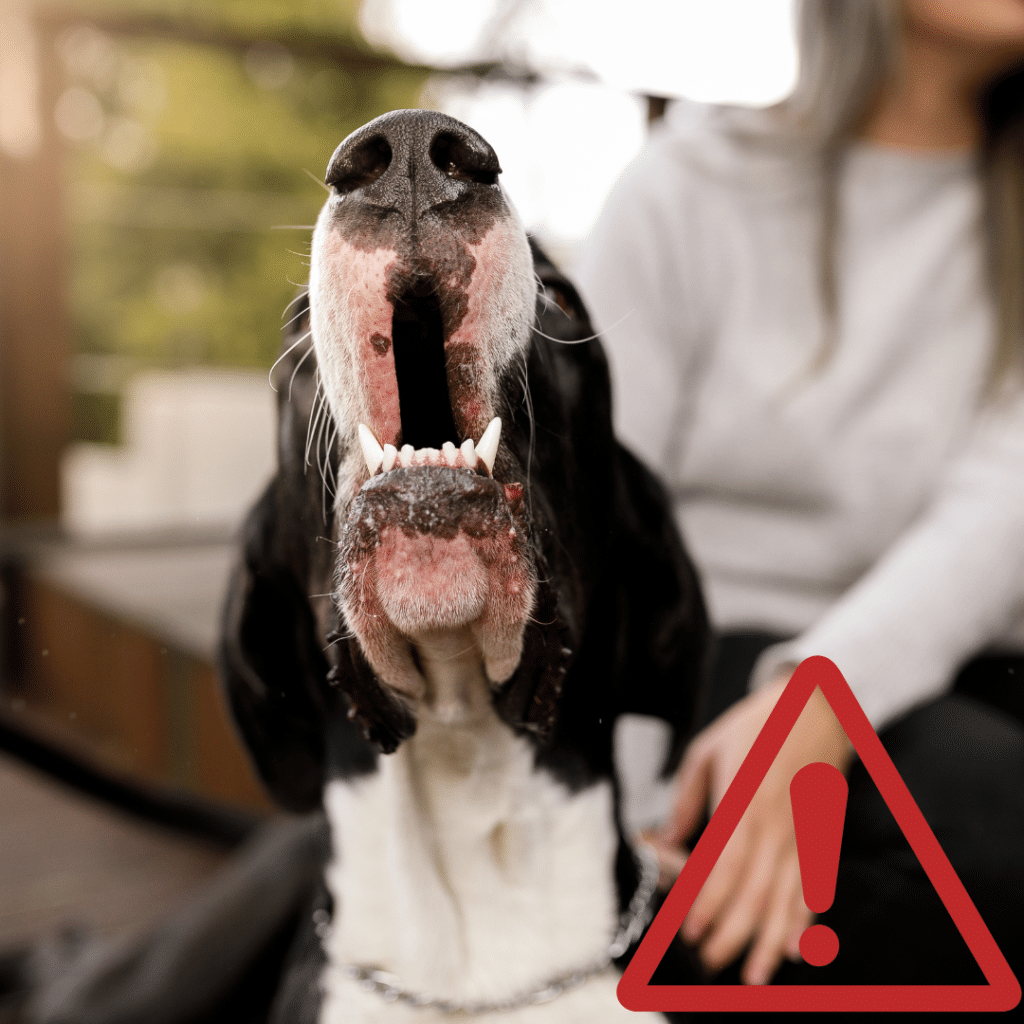 Ce qu'il ne faut pas faire quand votre chien aboie