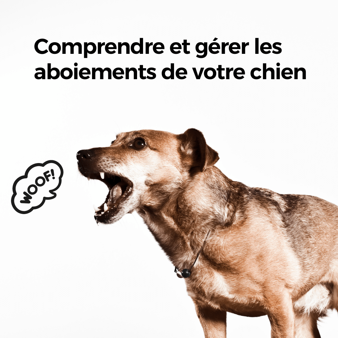 Comprendre et gérer les aboiements de votre chien