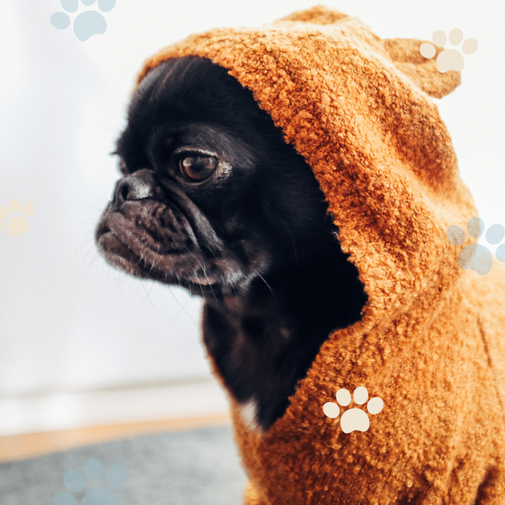 Laver son chien conseil pratique V3