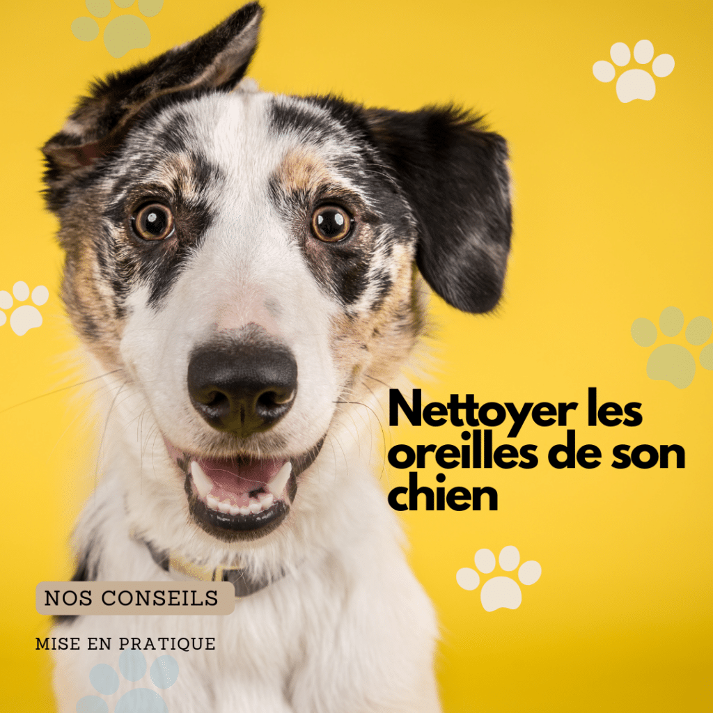 Nettoyer les oreilles de son chien