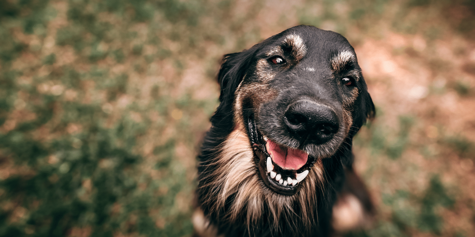 Vérifier le comportement du chien
