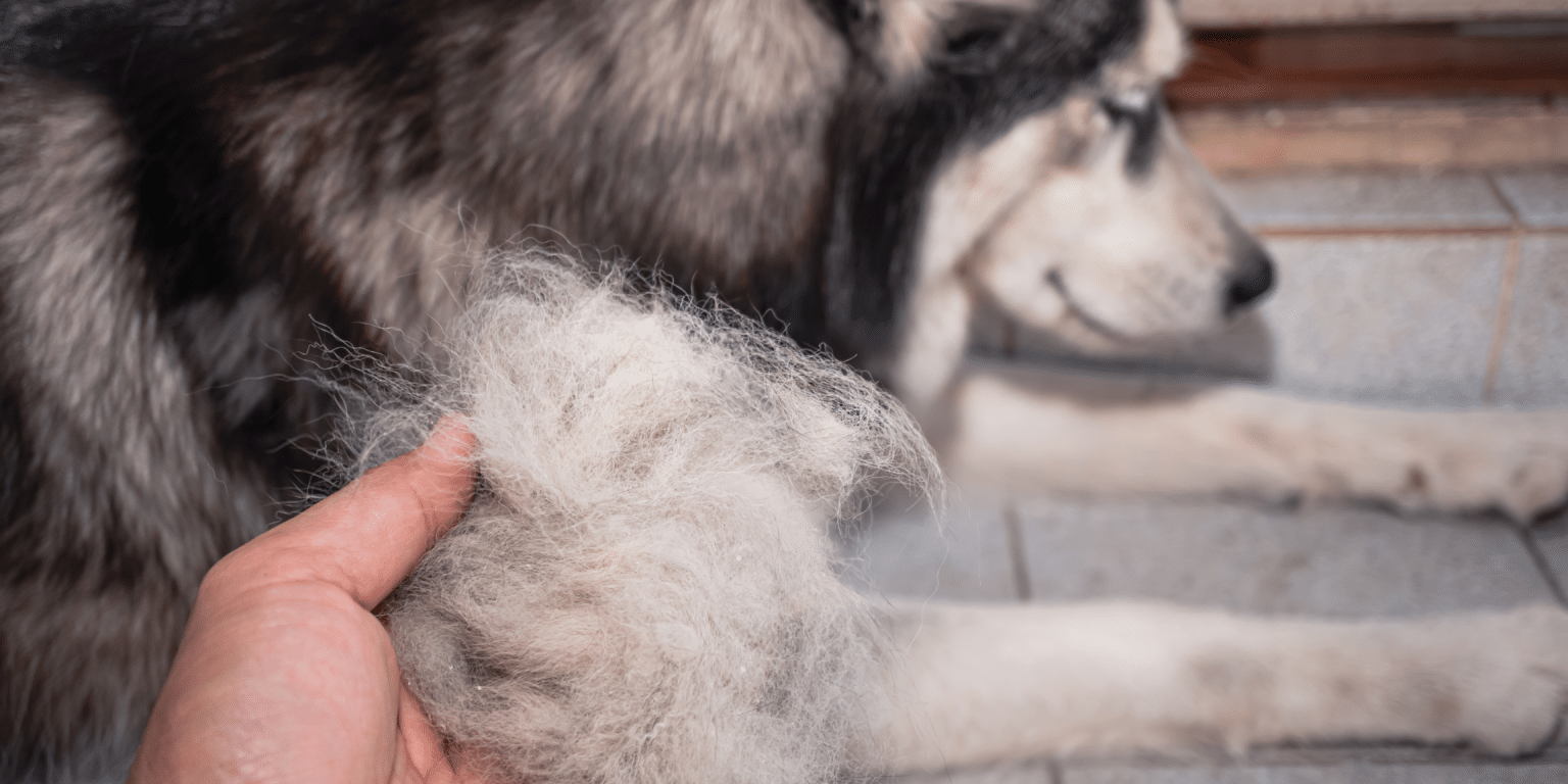 Vérifier le pelage du chien