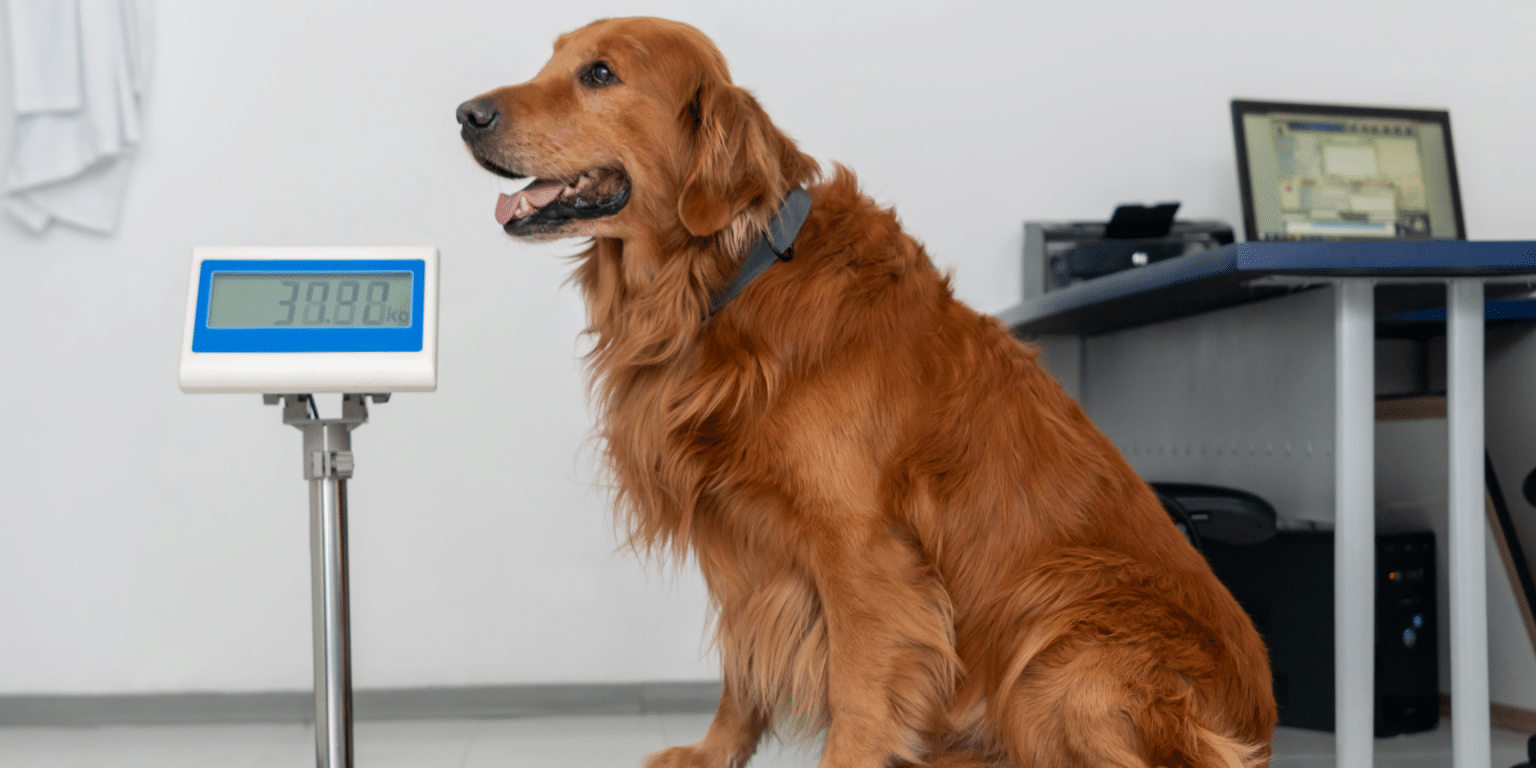 Vérifier le poid du chien