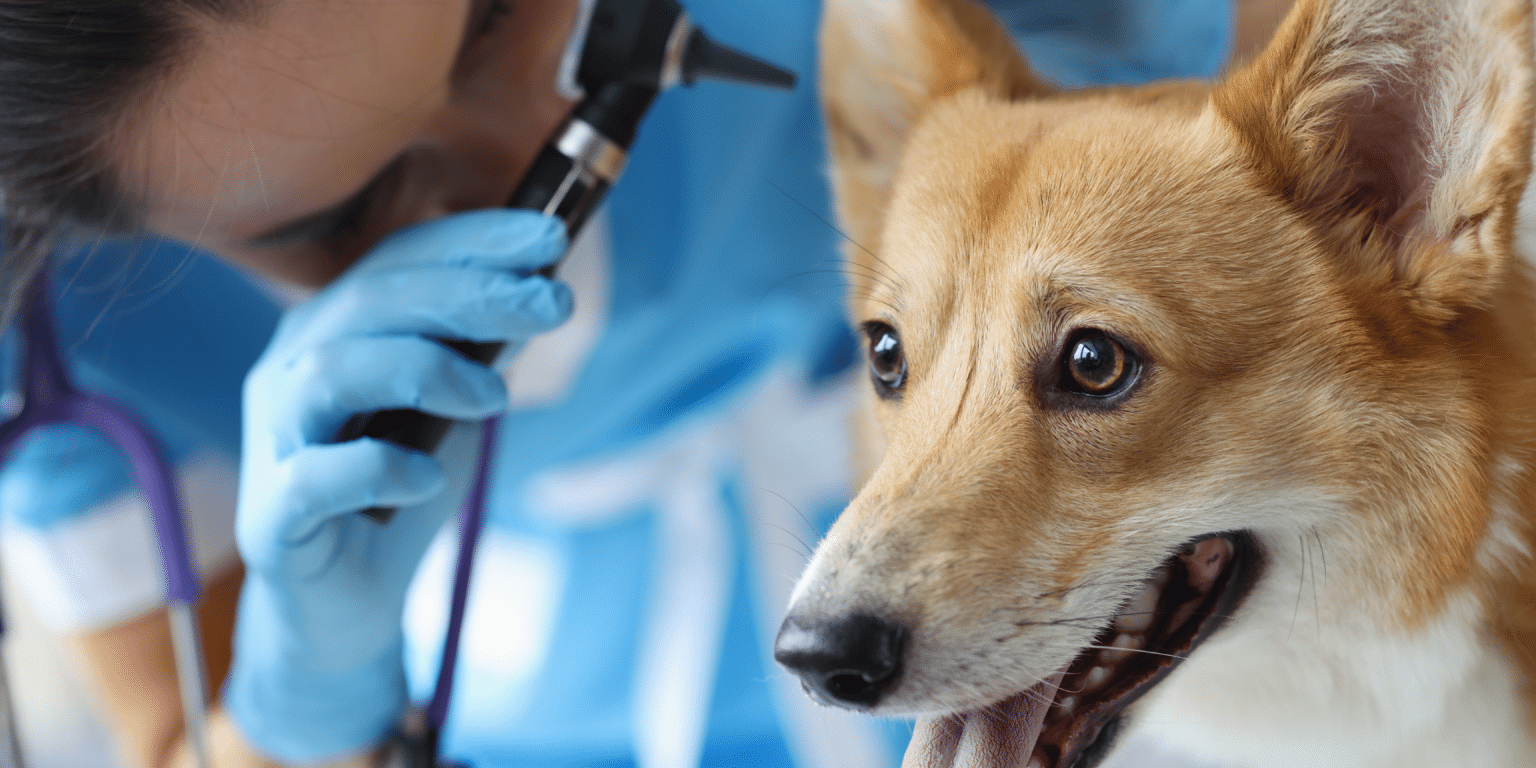 Vérifier les oreilles du chien