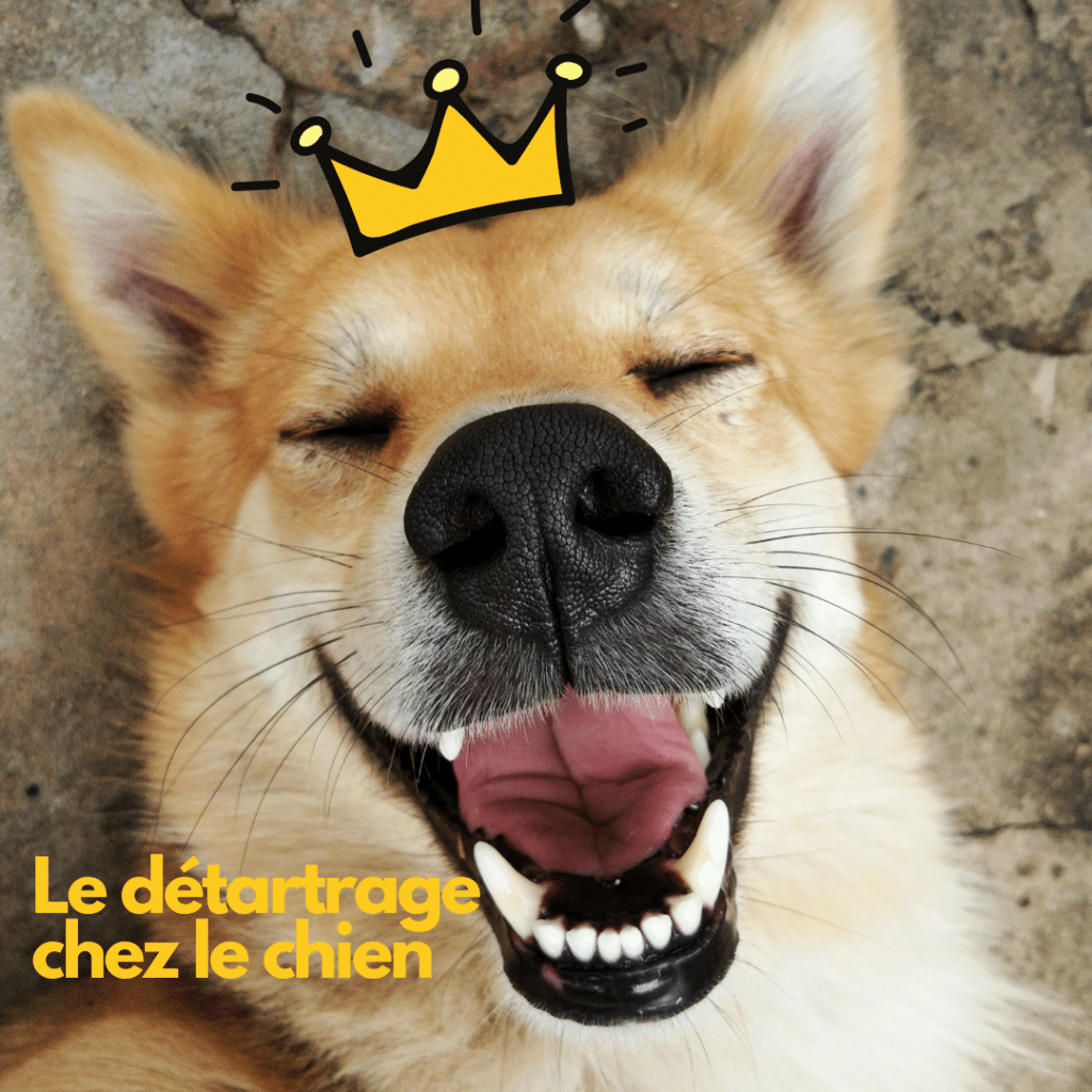 le detartrage chez le chien