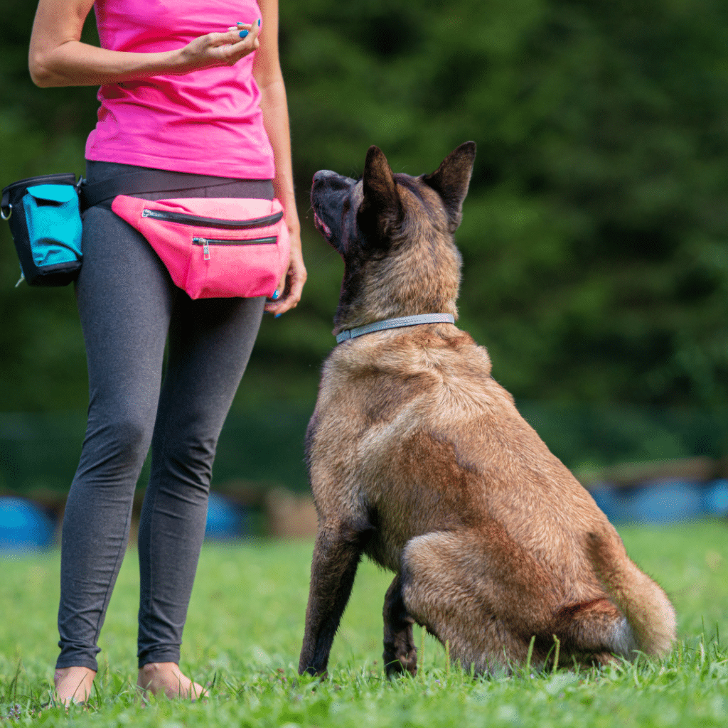 Se former et se faire accompagner educateur canin