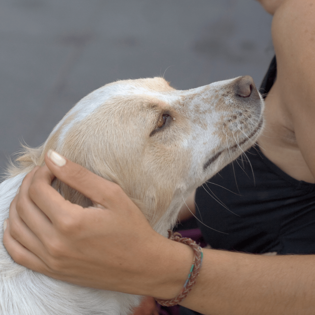 l'importance de la gestuel pour le chien