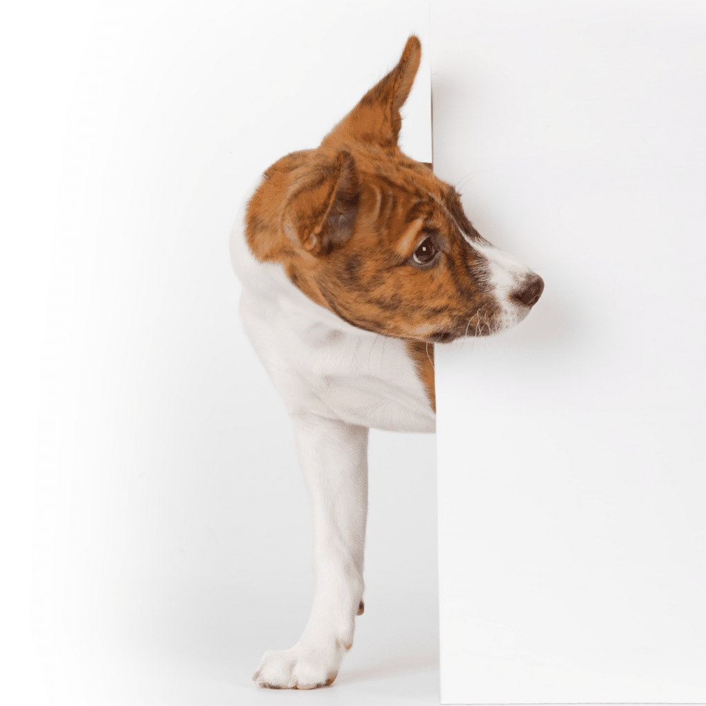photo d'un basenji